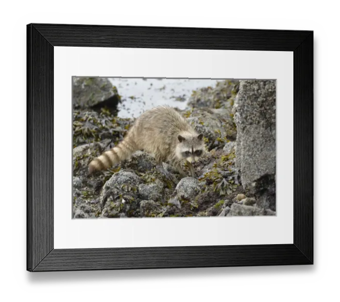 Framed Print : Canada, British Columbia, Gulf Islands, Portland Island Framed Print : Canada, British Columbia, Gulf Islands, Portland Island