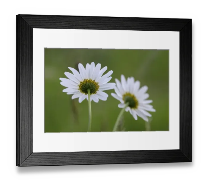 Framed Print : Canada, British Columbia, Vancouver Island, Cowichan Valley. Close up of daisies