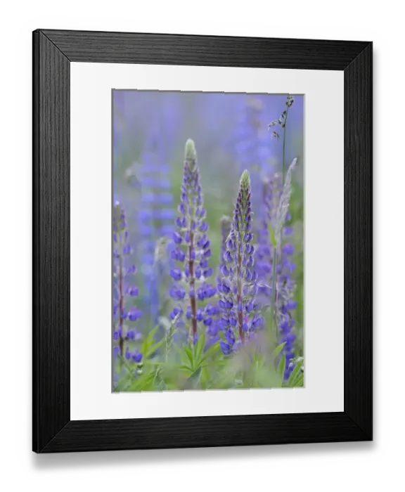 Framed Print : Canada, British Columbia, Vancouver Island, Cowichan Valley. Lupine (Lupinus) Framed Print : Canada, British Columbia, Vancouver Island, Cowichan Valley. Lupine (Lupinus)