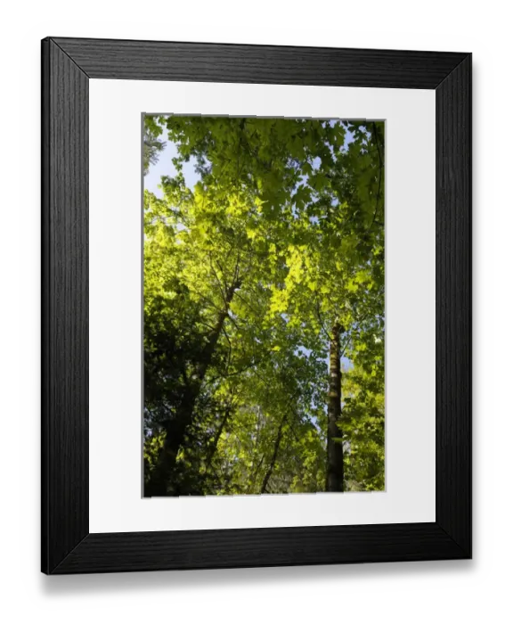 Framed Print : Canada, British Columbia, Gulf Islands, Wallace Island. Backlit maple trees on a trail Framed Print : Canada, British Columbia, Gulf Islands, Wallace Island. Backlit maple trees on a trail