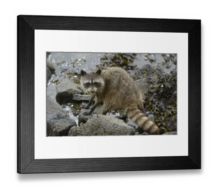 Framed Print : Canada, British Columbia, Gulf Islands, Portland Island Framed Print : Canada, British Columbia, Gulf Islands, Portland Island