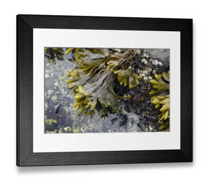 Framed Print : Canada, British Columbia, Gulf Islands, Portland Island Framed Print : Canada, British Columbia, Gulf Islands, Portland Island