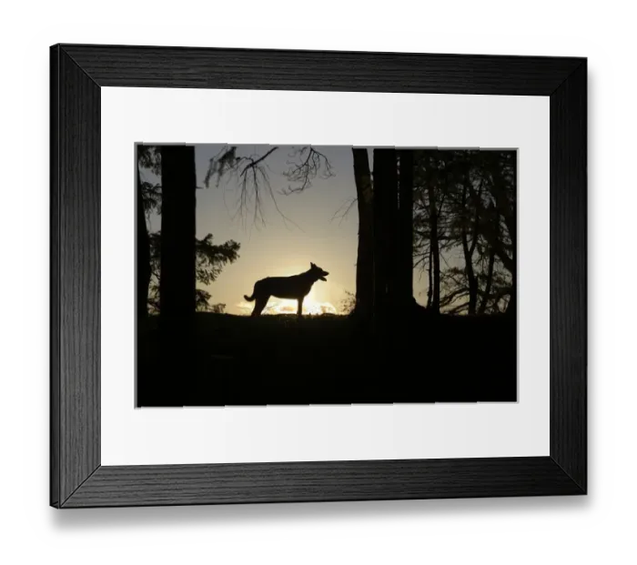 Framed Print : Canada, British Columbia, Gulf Islands, Wallace Island. Large dog silhouetted at sunset Framed Print : Canada, British Columbia, Gulf Islands, Wallace Island. Large dog silhouetted at sunset
