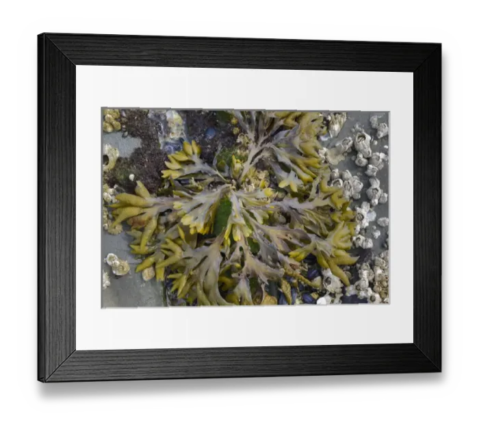 Framed Print : Canada, British Columbia, Gulf Islands, Portland Island. Detail photo of Bladderwrack Framed Print : Canada, British Columbia, Gulf Islands, Portland Island. Detail photo of Bladderwrack