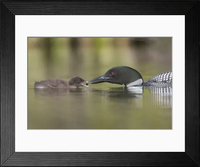 Framed Print : Camada, British Columbia. A Common Loon (Gavia Immer) offers an aquatic insect to Framed Print : Camada, British Columbia. A Common Loon (Gavia Immer) offers an aquatic insect to