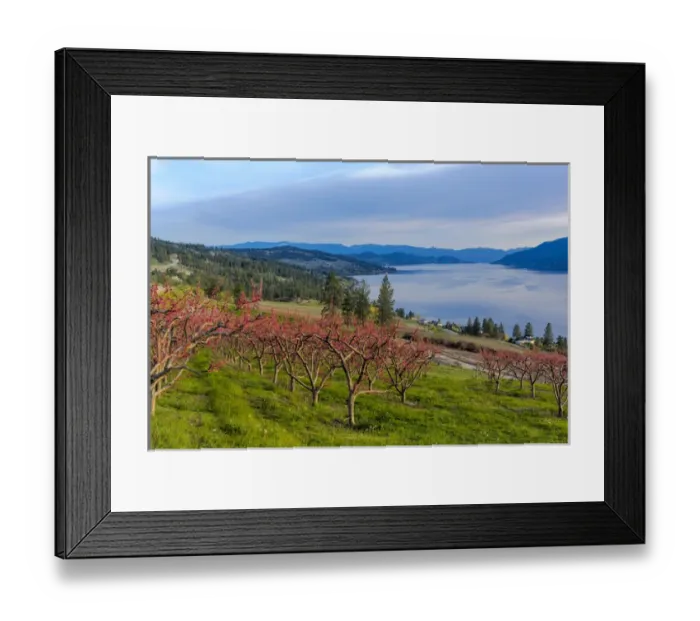 Framed Print : Peach orchard in bloom in Lake Country, British Columbia, Canada