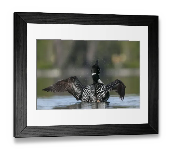 Framed Print : Canada, British Columbia. An adult, breeding plumage Common Loon (Gavia Immer) flaps Framed Print : Canada, British Columbia. An adult, breeding plumage Common Loon (Gavia Immer) flaps