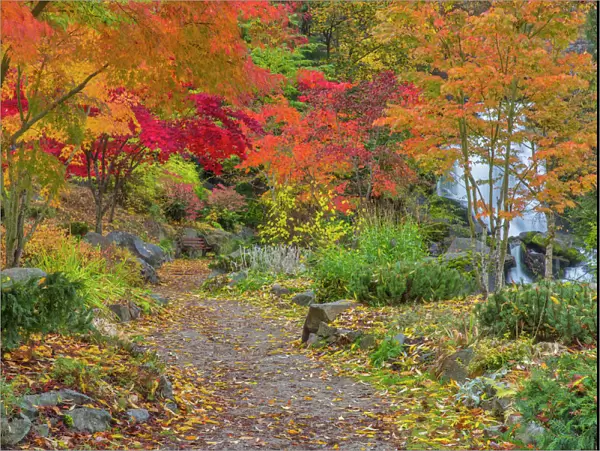 Pathway leads to park bench and Cottonwood Falls in autumn at Japanese Gardens in Nelson
