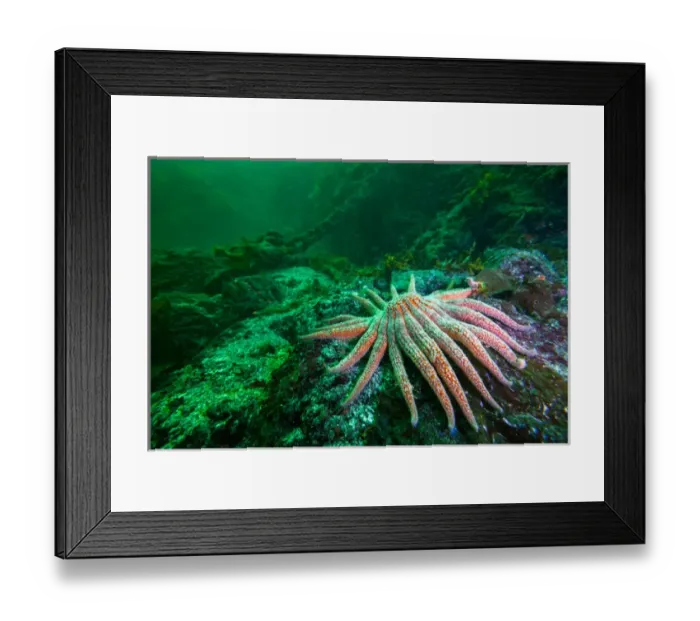 Framed Print : Sunflower Starfish and mooring chain in backgound off of Vancouver Island, BC