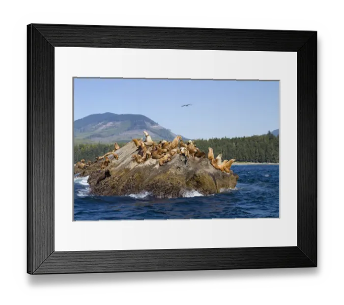 Framed Print : Canada, Pacific Rim National Park Reserve; West Coast Trail, Steller Sea Lions; also Framed Print : Canada, Pacific Rim National Park Reserve; West Coast Trail, Steller Sea Lions; also