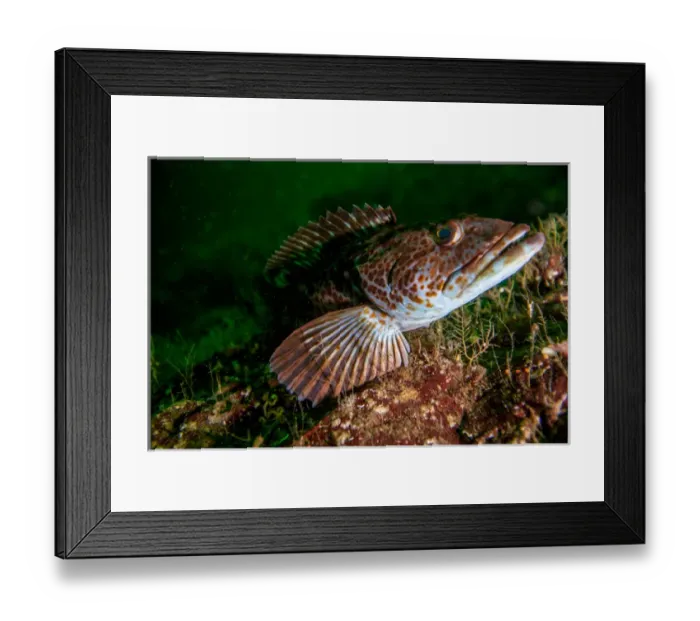 Framed Print : Lingcod Portrait off of Vancouver Island, B. C Framed Print : Lingcod Portrait off of Vancouver Island, B. C