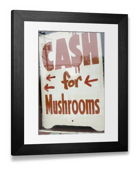 Framed Print : Canada, British Columbia, Vancouver Island. Cash for Mushrooms sign in Lake Cowichan Framed Print : Canada, British Columbia, Vancouver Island. Cash for Mushrooms sign in Lake Cowichan