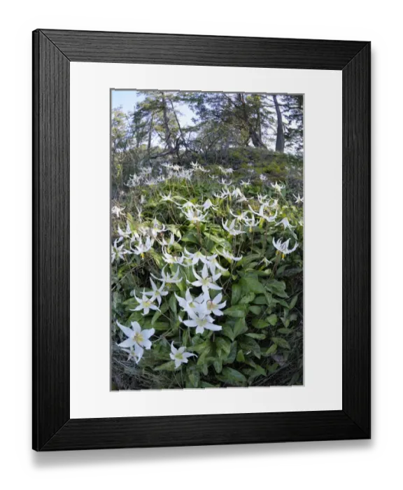 Framed Print : North America, Canada, British Columbia, Pender Island Framed Print : North America, Canada, British Columbia, Pender Island