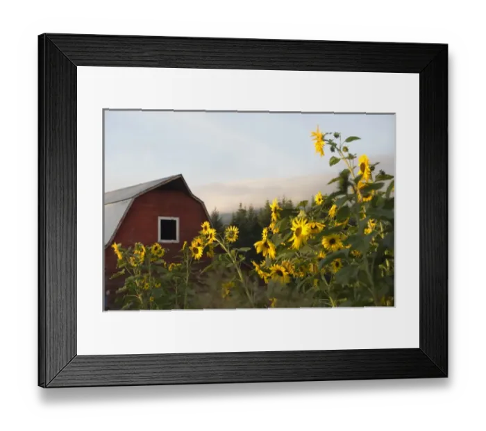 Framed Print : Canada, British Columbia, Vancouver Island, Cowichan Valley. Sunflowers in front of a red barn Framed Print : Canada, British Columbia, Vancouver Island, Cowichan Valley. Sunflowers in front of a red barn