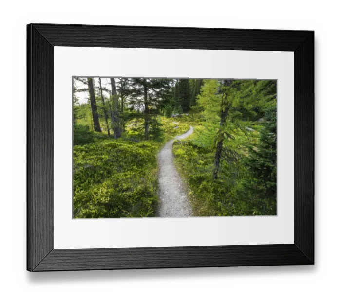 Framed Print : The Opabin Plateau trail above Lake O hara, Yoho National Park, British Columbia Framed Print : The Opabin Plateau trail above Lake O hara, Yoho National Park, British Columbia