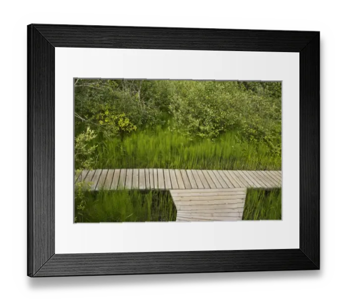 Framed Print : Skunk Cabbage Boardwalk, Revelstoke national Park, NBritish Columbia, Canada Framed Print : Skunk Cabbage Boardwalk, Revelstoke national Park, NBritish Columbia, Canada