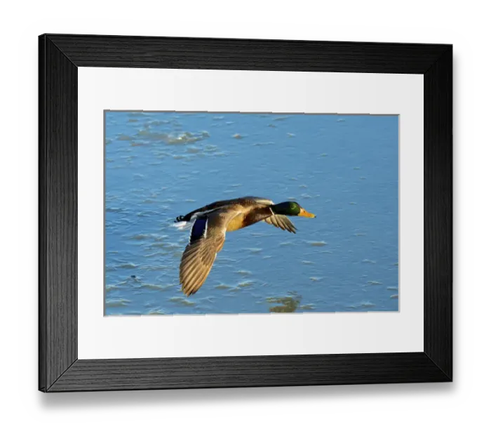 Framed Print : The mallard (Anas platyrhynchos) is a dabbling duck which breeds throughout the temperate