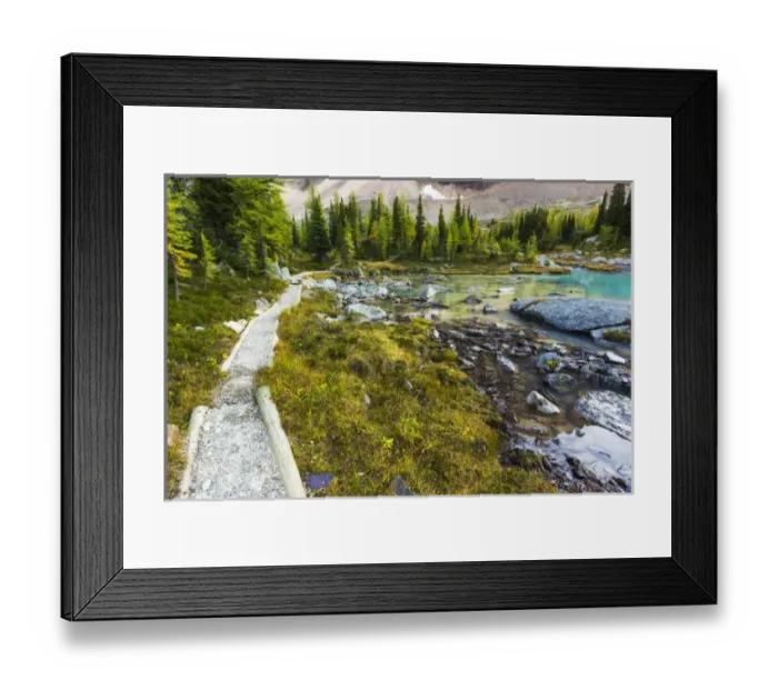 Framed Print : The Opabin Plateau trail above Lake O hara, Yoho National Park, British Columbia Framed Print : The Opabin Plateau trail above Lake O hara, Yoho National Park, British Columbia