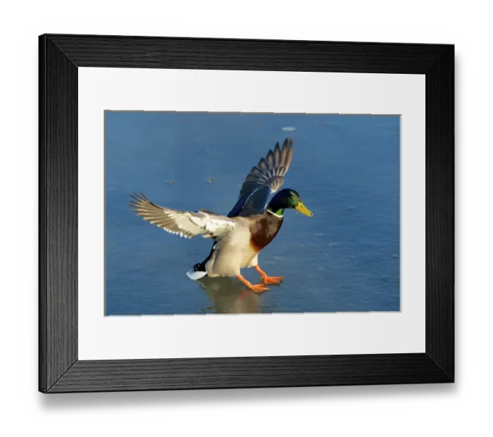 Framed Print : The mallard (Anas platyrhynchos) is a dabbling duck which breeds throughout the temperate
