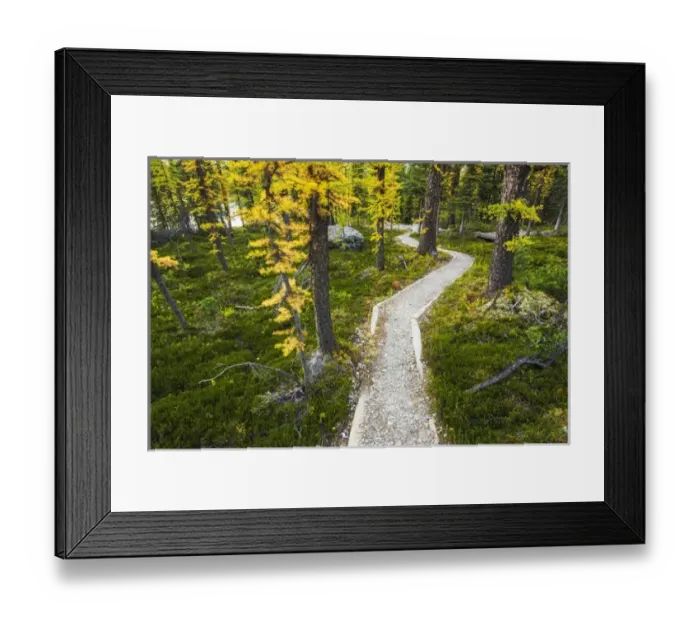 Framed Print : The Opabin Plateau trail above Lake O hara, Yoho National Park, British Columbia