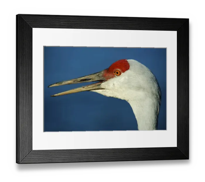 Framed Print : Sandhill crane, Grus canadensis with beak open in call Framed Print : Sandhill crane, Grus canadensis with beak open in call