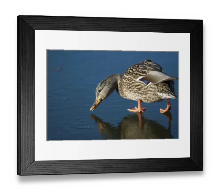Framed Print : The mallard (Anas platyrhynchos) is a dabbling duck which breeds throughout the temperate Framed Print : The mallard (Anas platyrhynchos) is a dabbling duck which breeds throughout the temperate