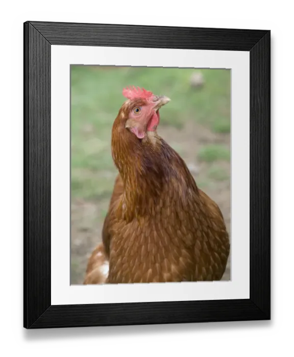 Framed Print : Canada, British Columbia, Cowichan Valley. Close up photo of a hen Framed Print : Canada, British Columbia, Cowichan Valley. Close up photo of a hen