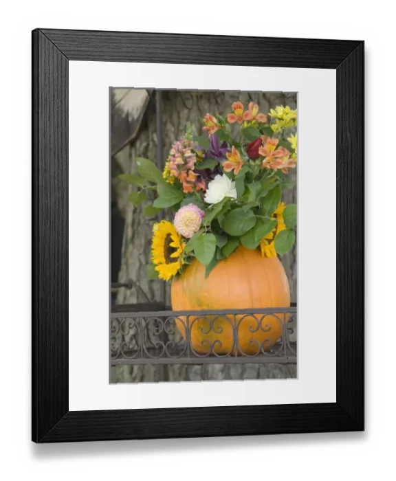 Framed Print : Canada, British Columbia, Cowichan Valley. Flowers in a pumpkin vase Framed Print : Canada, British Columbia, Cowichan Valley. Flowers in a pumpkin vase