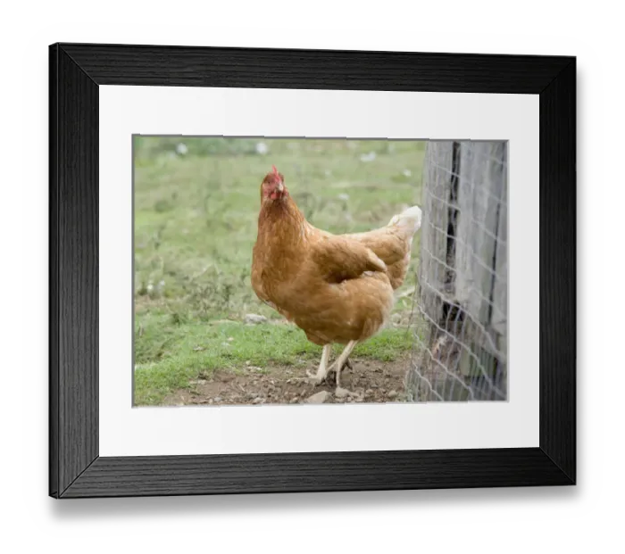 Framed Print : Canada, British Columbia, Cowichan Valley. Chicken walking by its cage Framed Print : Canada, British Columbia, Cowichan Valley. Chicken walking by its cage