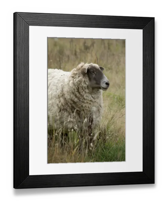 Framed Print : Canada, British Columbia, Cowichan Valley. Sheep in tall grass Framed Print : Canada, British Columbia, Cowichan Valley. Sheep in tall grass
