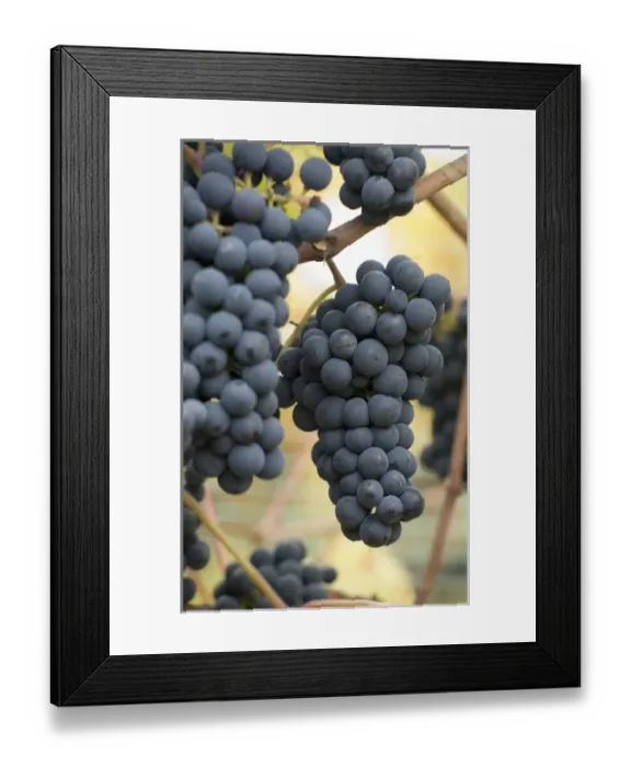 Framed Print : Canada, British Columbia, Cowichan Valley. Purple wine grapes hanging from the vive Framed Print : Canada, British Columbia, Cowichan Valley. Purple wine grapes hanging from the vive