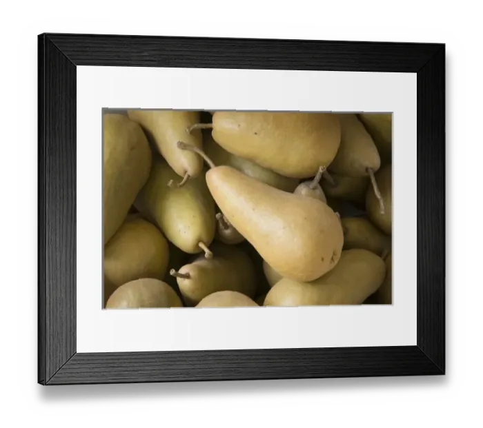 Framed Print : Canada, British Columbia, Cowichan Valley. Close up of harvested pears Framed Print : Canada, British Columbia, Cowichan Valley. Close up of harvested pears