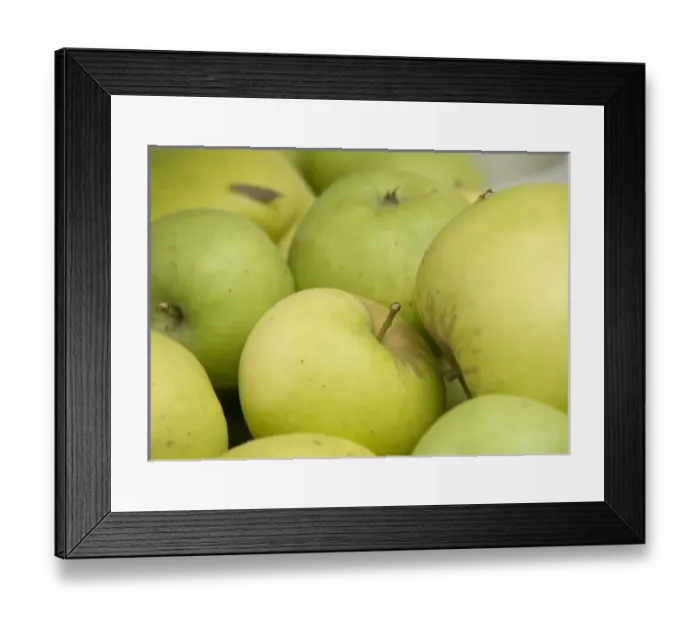 Framed Print : Canada, British Columbia, Cowichan Valley. Close up of green apples Framed Print : Canada, British Columbia, Cowichan Valley. Close up of green apples
