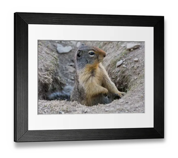 Framed Print : Columbia Ground Squirrel, Rogers Pass, Glacier National Park, British Columbia, Canada Framed Print : Columbia Ground Squirrel, Rogers Pass, Glacier National Park, British Columbia, Canada