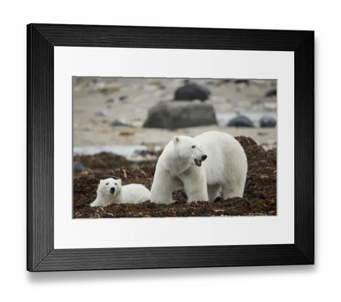 Framed Print : Canada, Manitoba, Churchill, Polar Bear (Ursus maritimus) and cub standing in piles Framed Print : Canada, Manitoba, Churchill, Polar Bear (Ursus maritimus) and cub standing in piles