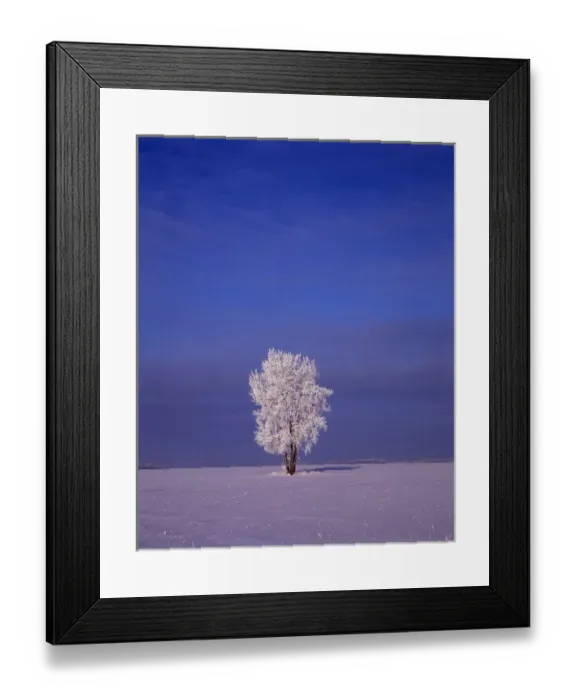 Framed Print : Canada, Manitoba, Dugald, View of hoarfrost on cottonwood tree Framed Print : Canada, Manitoba, Dugald, View of hoarfrost on cottonwood tree