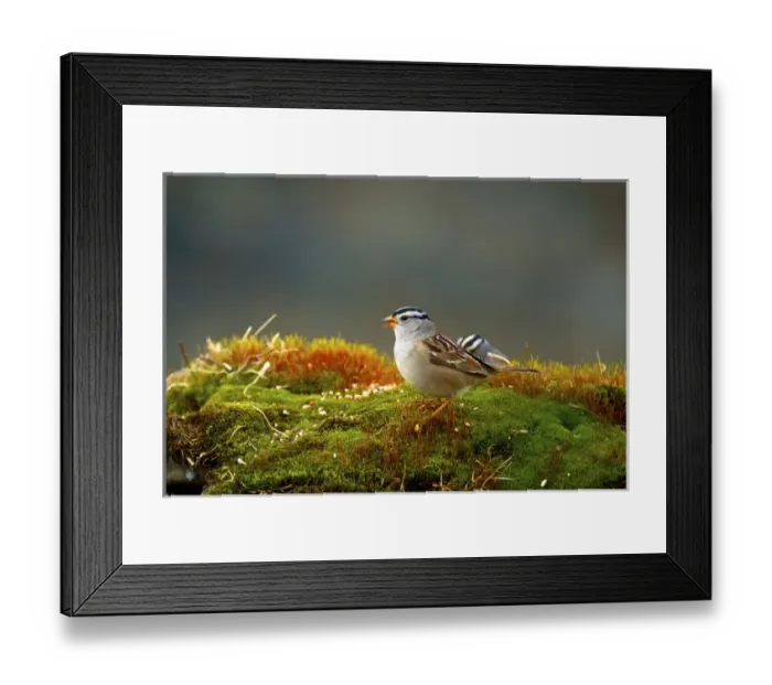 Framed Print : The white-crowned sparrow (Zonotrichia leucophrys) is a medium-sized sparrow native Framed Print : The white-crowned sparrow (Zonotrichia leucophrys) is a medium-sized sparrow native
