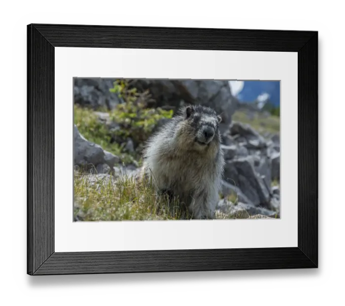 Framed Print : Marmot in Assiniboine Park, Canada Framed Print : Marmot in Assiniboine Park, Canada