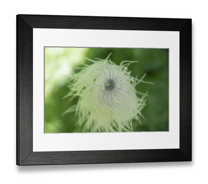 Framed Print : Geum Triflorum in Alberta, Canada Framed Print : Geum Triflorum in Alberta, Canada