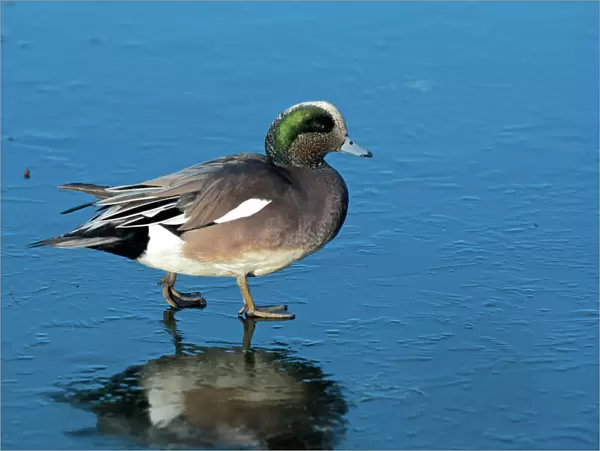 The American widgeon (anas penelope) is a dapping duck, formerly called the baldpate