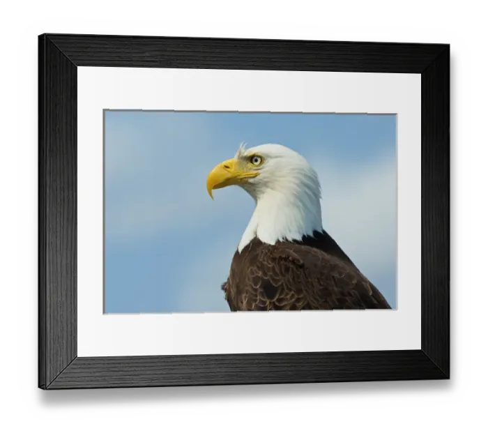 Framed Print : A bald eagle (Haliaeetus leucocephalus perching on a dead tree scans the marsh of Framed Print : A bald eagle (Haliaeetus leucocephalus perching on a dead tree scans the marsh of