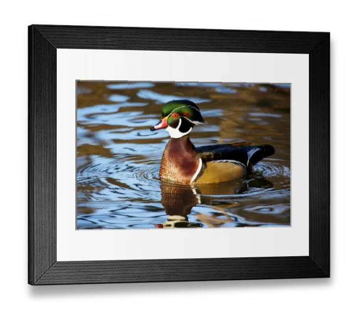 Framed Print : The wood duck or Carolina duck (Aix sponsa), a species of perching duck, is one of Framed Print : The wood duck or Carolina duck (Aix sponsa), a species of perching duck, is one of