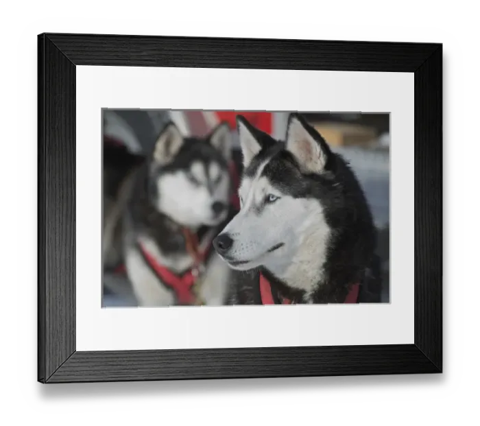 Framed Print : Dog sled races are a popular winter passion for many mushers in northern climates