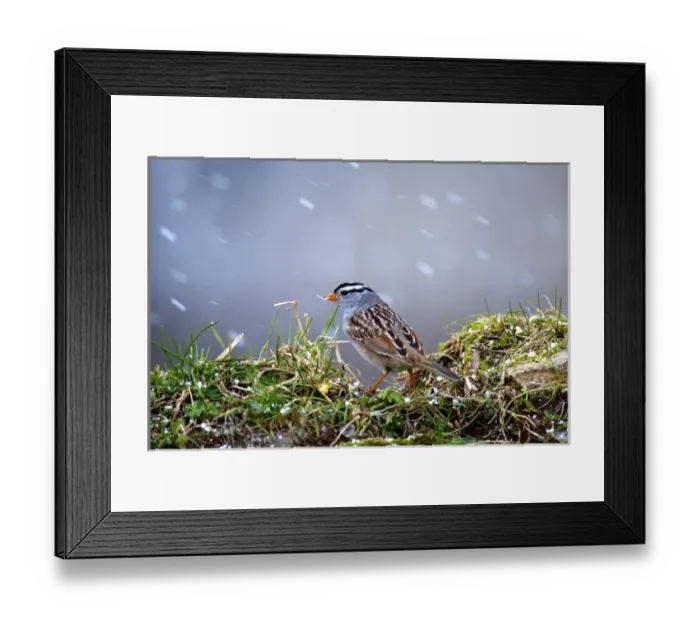 Framed Print : The white-crowned sparrow (Zonotrichia leucophrys) is a medium-sized sparrow native Framed Print : The white-crowned sparrow (Zonotrichia leucophrys) is a medium-sized sparrow native
