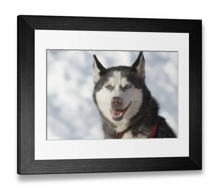 Framed Print : Dog sled races are a popular winter passion for many mushers in northern climates Framed Print : Dog sled races are a popular winter passion for many mushers in northern climates
