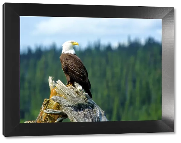 A bald eagle (Haliaeetus leucocephalus perching on a dead tree scans the marsh of