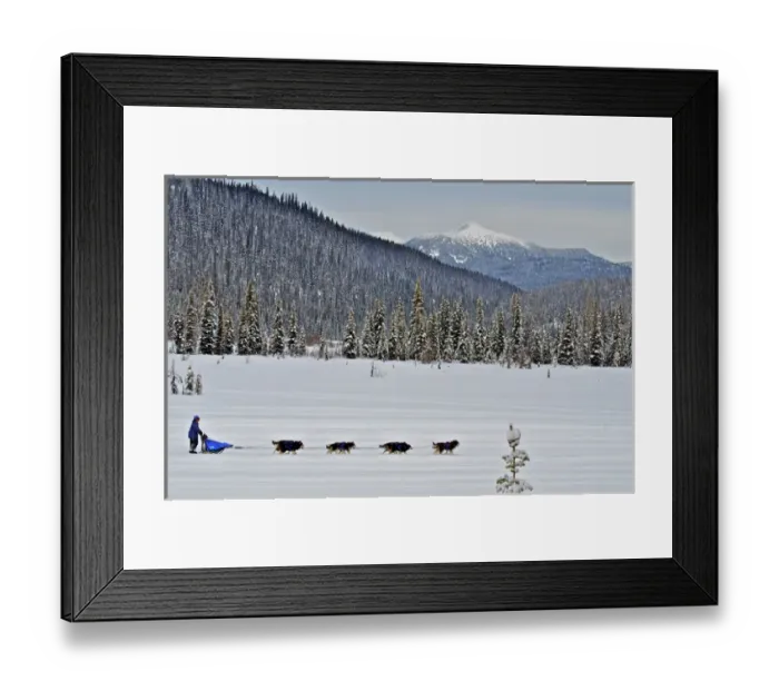 Framed Print : Dog sled races are a popular winter passion for many mushers in northern climates