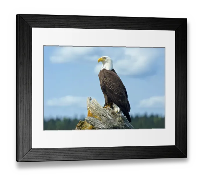 Framed Print : A bald eagle (Haliaeetus leucocephalus perching on a dead tree scans the marsh of Framed Print : A bald eagle (Haliaeetus leucocephalus perching on a dead tree scans the marsh of