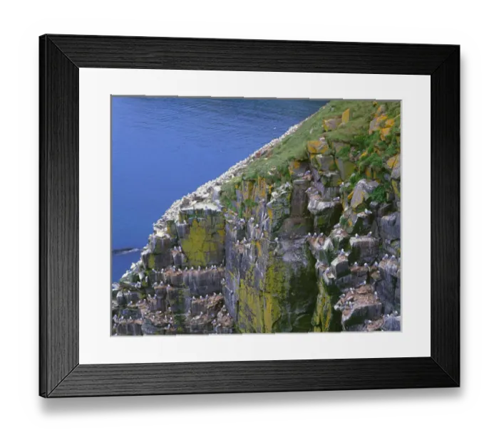 Framed Print : Canada, Newfoundland, Cape Saint Marys Ecological Reserve, Black legged kittiwakes Framed Print : Canada, Newfoundland, Cape Saint Marys Ecological Reserve, Black legged kittiwakes