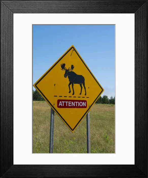 Framed Print : Canada near St Martins New Brunswick Moose Crossing on Trans Canada Highway #1 Framed Print : Canada near St Martins New Brunswick Moose Crossing on Trans Canada Highway #1